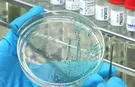 Kuş gribi tespit edildi: Ön test pozitif çıktı!
