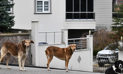 “Sokak köpekleri sorununun çözümünde en büyük muhatap belediyeler”