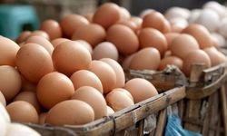Yumurta İhracatında 9 Ayda Yüzde 54 Artış: 418 Milyon Dolar