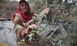 Batı Şeria'da zeytin hasadında en az 482 saldırı kaydedildi