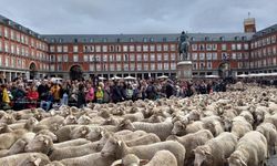 Madrid Trashumancia Şenliği: Koyunlar kent merkezinde yürüdü