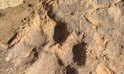 Tavşanlı Höyük'te kerpiçte 4 bin yıllık pati izleri bulundu