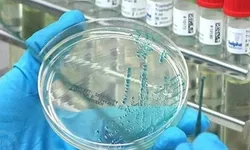 Kuş gribi tespit edildi: Ön test pozitif çıktı!