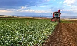 Bakan Yumaklı: Pancar üreticilerine 952 milyon lira yatırıldı