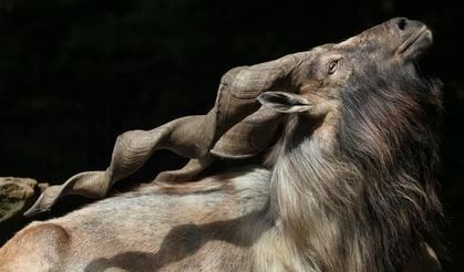 Narnia evreninden fırlamış gibi! Güzelliği ile büyüleyen Markhor…
