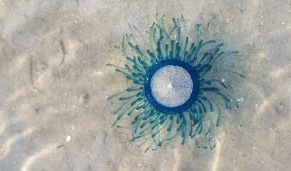 Doğa fotoğrafçılarının favorisi! Dipsiz okyanusların mavi çocuğu porpita porpita ile ilgili bilgiler…
