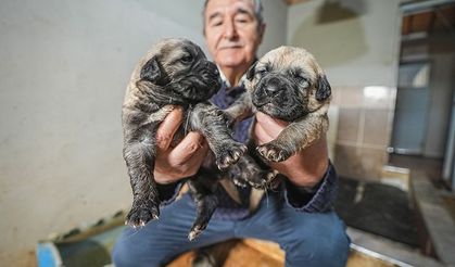 TİGEM’de yetiştirilen safkan kangal ve akbaş yavruları için yoğun talep