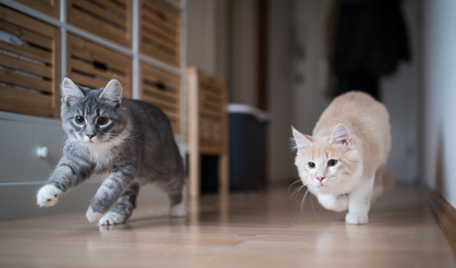 Rüyada kedi görmek ne demek? Rüyada kedi görmenin psikolojik anlamları...