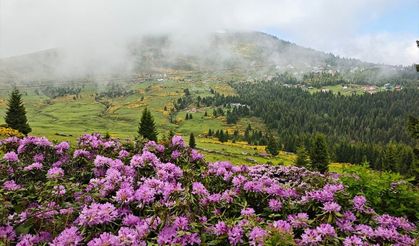 Sis Dağı Yaylası çiçeklerle renklendi