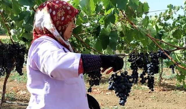 Bağcılık ve Teknolojileri Sempozyumu Tekirdağ'da başladı