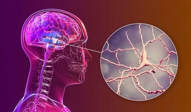Rapamisin, Alzheimer riski taşıyan kişilerde beyin kan akışını artırdı