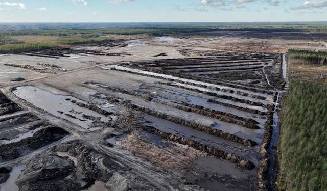 Google Finlandiya veri merkezi için yüz binlerce ağaç kesti