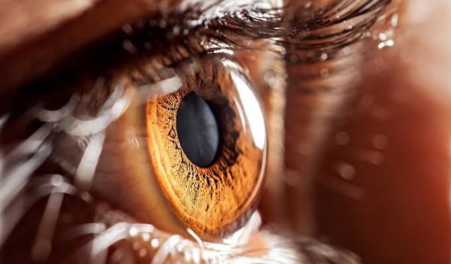 Aşırı Optimizasyon Kültürel ve Biyolojik Çeşitliliği Tüketiyor