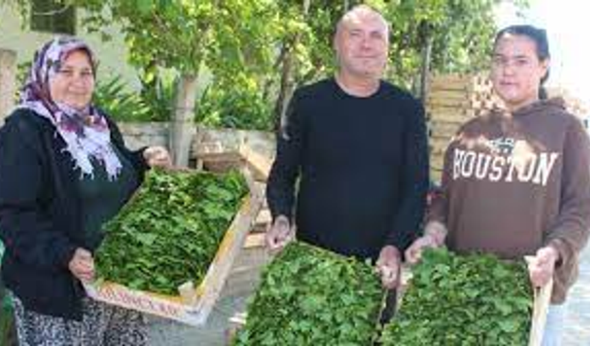 Üzümden önce yaprağı gelir kapısı oldu