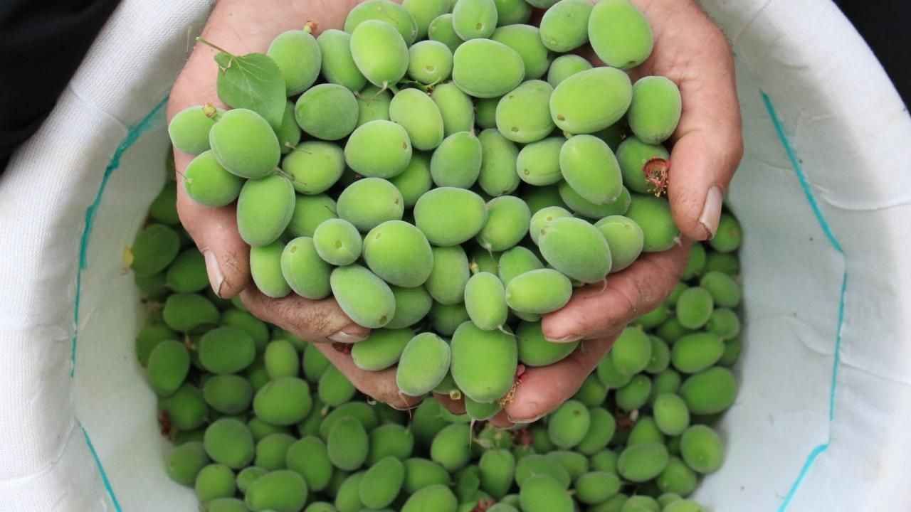 Doğal probiyotik kaynağı: Çağla meyvesinin faydaları nelerdir?