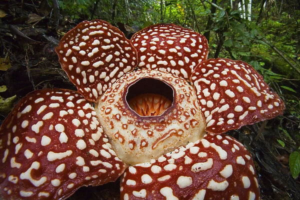 Rengi şeker kendisi çürük! Etrafa kötü koku yayan Rafflesia ile ilgili bilmeniz gereken her şey...